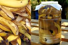 Tres usos indispensables que se pueden realizar con las cáscaras de la banana Foto: Shutterstock