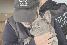 Allanaron un criadero en Villa Urquiza que tenía más de 14 animales en pésimas condiciones