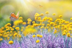 JARDÍN La santolina es una bella planta nativa de la región Mediterránea Foto: SHUTTERSTOCK