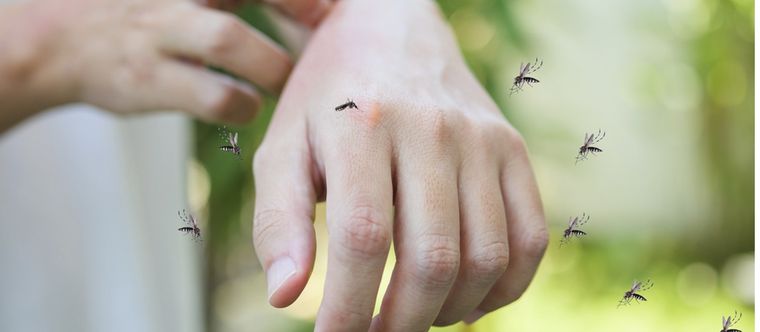 Repele a los mosquitos con este simple método casero Foto: Shutterstock