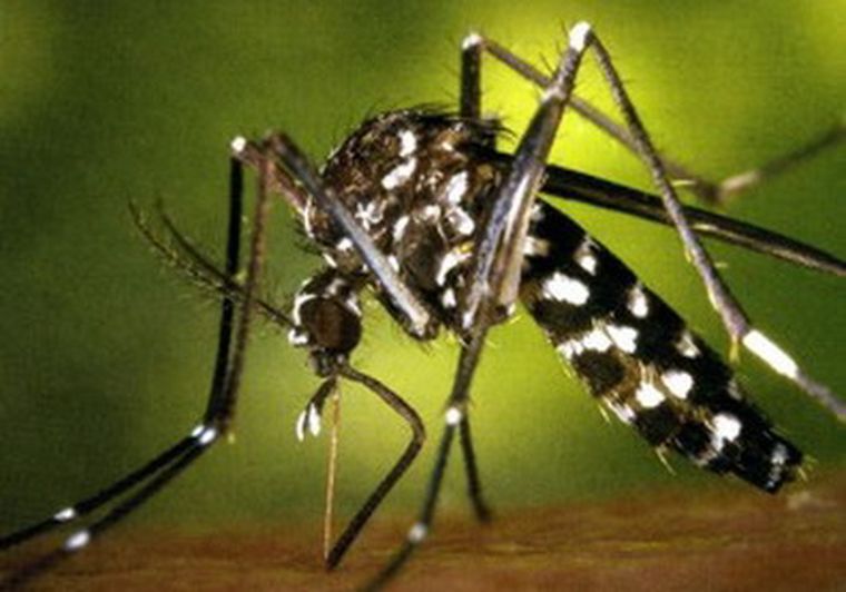 El mosquito que transmite el dengue.