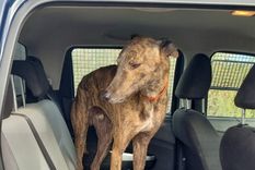 Uno de los animales rescatados por la Policía Foto: Ministerio de Seguridad de Mendoza Uno de los animales rescatados por la Policía Foto: Ministerio de Seguridad de Mendoza