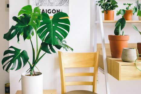 Monstera Es una planta que da vida al hogar Foto: Pexels