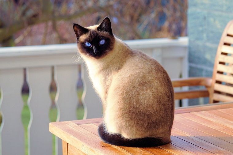 Mascotas y pelaje: lo que necesitás saber sobre esta etapa sensible. Foto: Pixabay