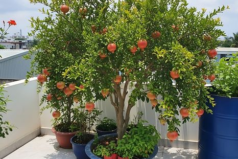 El granado enano es una planta que resiste el calor y el frío. El granado enano es una planta que resiste el calor y el frío.