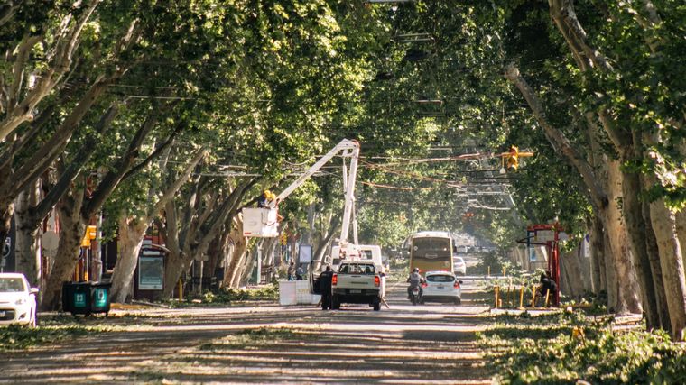 El último Zonda en Mendoza causó estragos por caída de árboles e incendios Foto: Santiago Tagua/MDZ