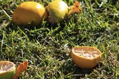 Guarda las cáscaras de tus cítricos para fortalcer el crecimiento de tus plantas Foto: Shutterstock