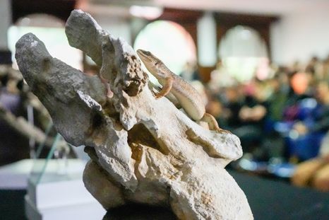 descubren en la patagonia al abuelo de los lagartos, una especie unica de la era de los dinosaurios descubren en la patagonia al abuelo de los lagartos, una especie unica de la era de los dinosaurios