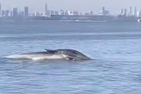 Hasta el momento, la Municipalidad de Vicente López no emitió un comunicado oficial, pero se espera que en las próximas horas se difunda un parte con información sobre el destino del cuerpo del animal. Hasta el momento, la Municipalidad de Vicente López no emitió un comunicado oficial, pero se espera que en las próximas horas se difunda un parte con información sobre el destino del cuerpo del animal.