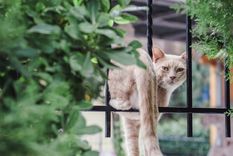 Sin dañarlos, aleja a estos intrusos del hogar Foto: Shutterstock