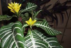 logran enganar a las plantas para que no dependan del sol