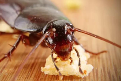 MDZol | 4DAIOTJTSBBYJBTKNSGSORRWEI