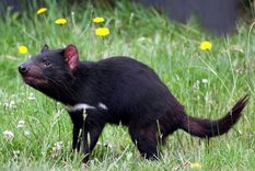 video: primeros demonios de tasmania regresan a sus hogares originales en australia