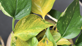 Adiós a las hojas amarillas con este ingrediente de la alacena. Foto: Shutterstock Adiós a las hojas amarillas con este ingrediente de la alacena. Foto: Shutterstock