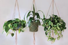 Foto: Ugaoo - https://www.ugaoo.com/knowledge-center/hangem-up-the-plants-of-hanging-planters/