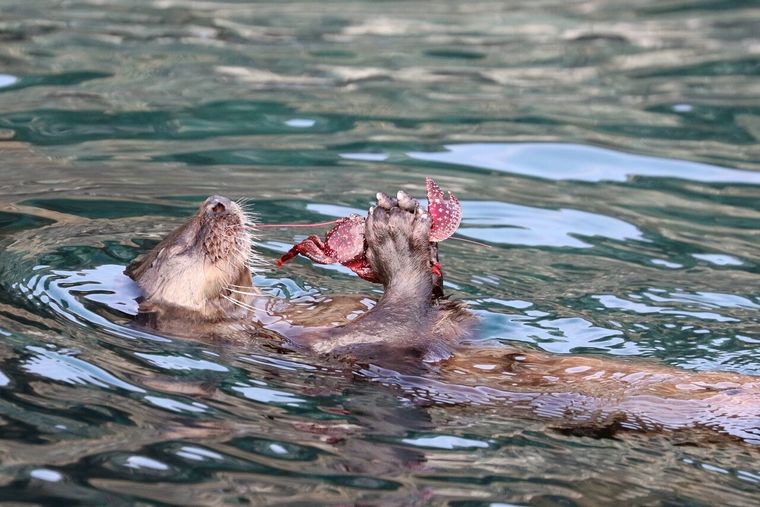 El animal fue hallado muerto en el norte de Chile Foto: Archivo