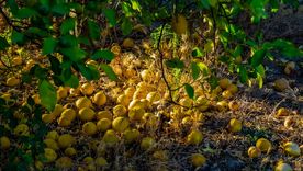 Cómo mantener los limones en su lugar con la semilla de una palta.