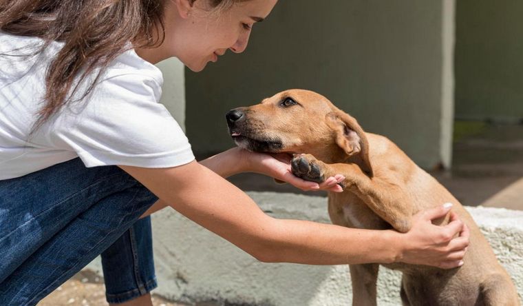 Cuidar a tu perro con estos masajes ayudará a que tenga una salud mucho más prolongada Foto: Archivo