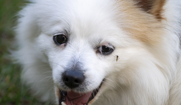 Protege a tu mascota de estos molestos parásitos Foto: Shutterstock