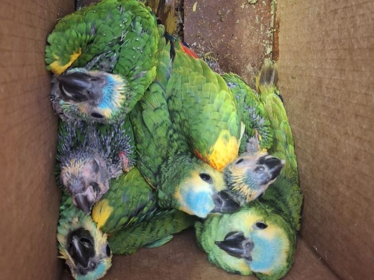 Los loros habladores que fueron rescatados por el Ministerio de Ambiente de Jujuy y Gendarmería Nacional. Los loros habladores que fueron rescatados por el Ministerio de Ambiente de Jujuy y Gendarmería Nacional.