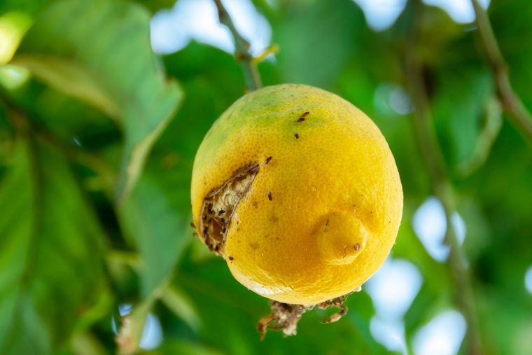 JARDÍN EL LIMONERO PUEDE VERSE AFECTADO POR DIFERENTES PLAGAS. Foto: SHUTERSTOCK