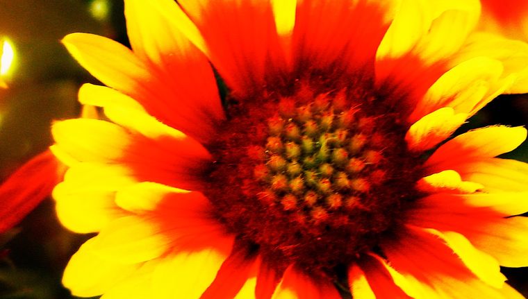 Gaillardia, una planta que comprende 76 especies. Foto: Wikipedia