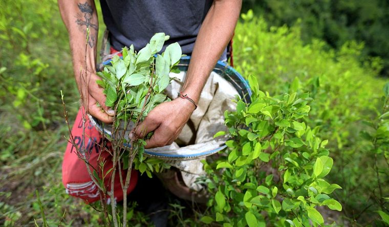 cultivo de coca La producción de cocaína inunda el mundo. Foto: Efe.