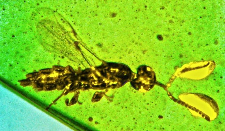 avispa arqueología fósiles Investigadores de fósiles han descubierto un nuevo género y especie de pequeña avispa con una misteriosa estructura bulbosa al final de cada antena. Foto: Dpa.