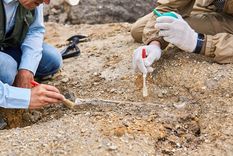 Las barrancas del arroyo Las Piedras siguen revelando huellas del pasado más remoto del territorio argentino. Foto: Shutterstock