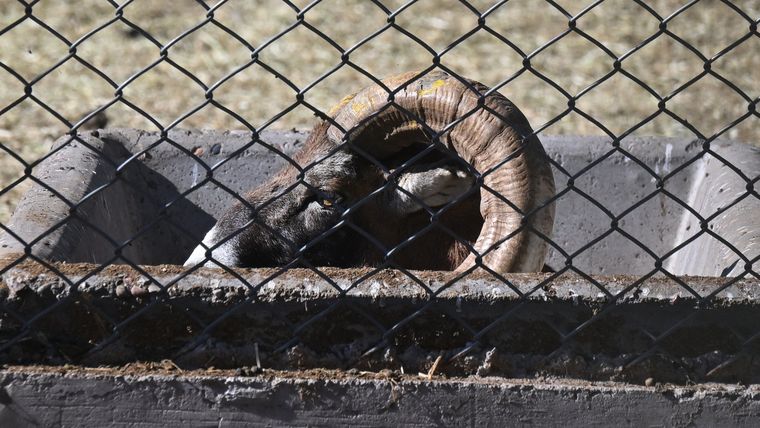 El Ecoparque abrirá sus puertas antes del segundo semestre a un publico cautivo: serán estudiantes de escuelas.&nbsp;