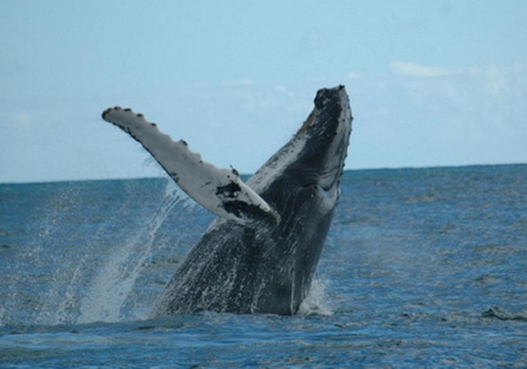 Las ballenas jorobadas, una especie considerada en peligro de extinción Foto: web