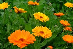 Las caléndulas son plantas muy llamativas Foto: As