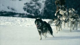 togo, historia del perro mas heroico de los perros en netflix togo, historia del perro mas heroico de los perros en netflix