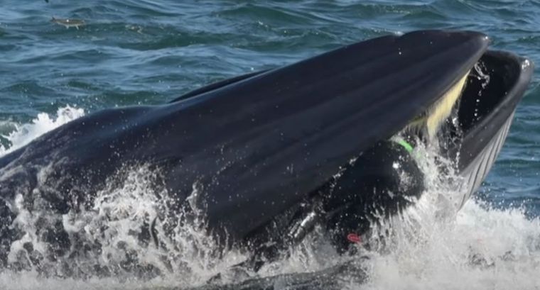 Impresionante. la ballena que tragó y escupió a un buzo.