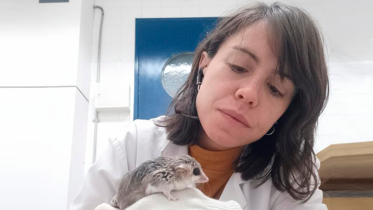 El Conicet estudia a las marmosas, pequeños marsupiales mendocinos cuya reproducción y alimentación dependen de condiciones ambientales muy precisas. El Conicet estudia a las marmosas, pequeños marsupiales mendocinos cuya reproducción y alimentación dependen de condiciones ambientales muy precisas.