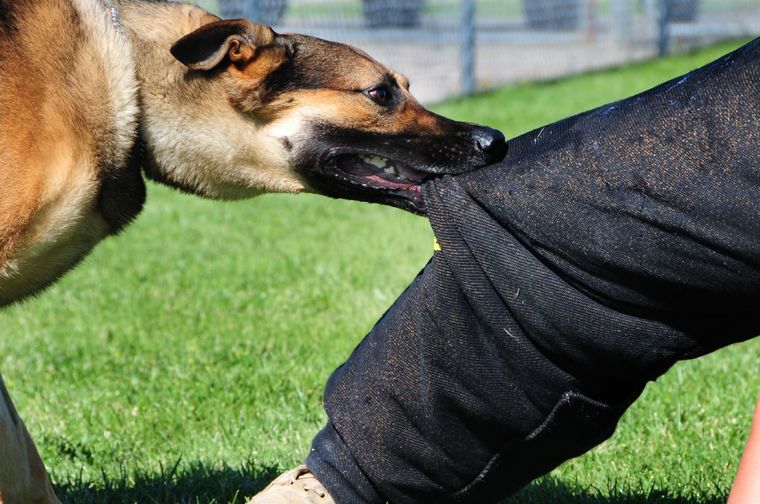 El perro atacó a la mujer y su dueño se descompensó y luego murió Foto: Archivo