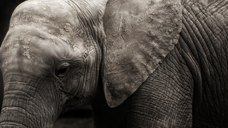 Elefante Fuente: Pixabay