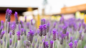 Así puedes cuidar la planta de lavanda Foto: SHUTTERSTOCK