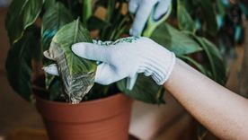 Hojas con puntas marrones: las causas que no sabías y cómo solucionarlas. Foto: Shutterstock Hojas con puntas marrones: las causas que no sabías y cómo solucionarlas. Foto: Shutterstock