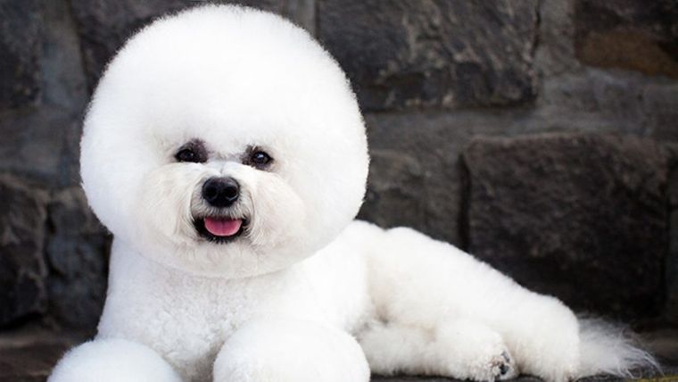 Bichón Frisé, Perro, Cariñoso