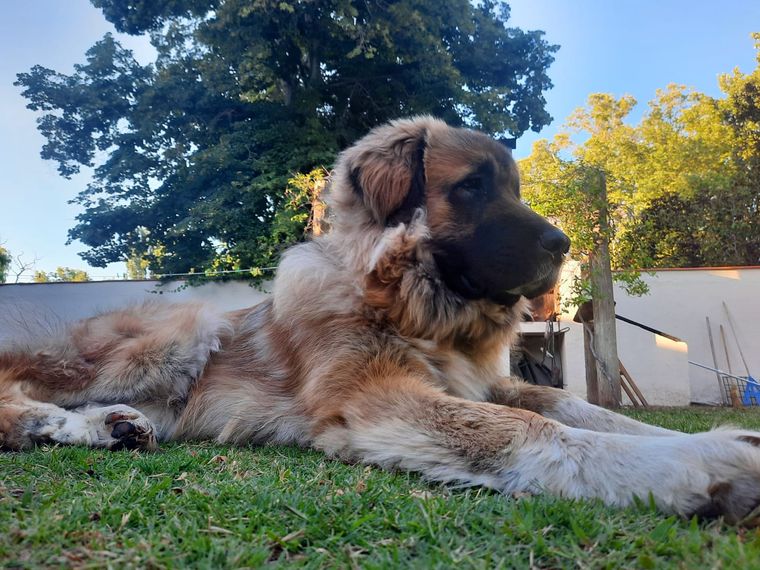 El perro Hugo El perro Hugo