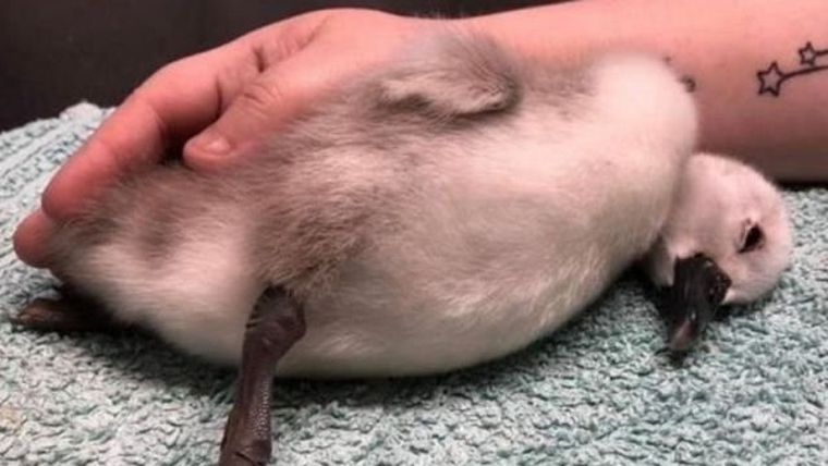 Animalito El ave falleció esta tarde.