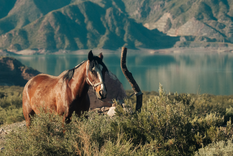 cantos de miralago: el nuevo proyecto que transformara la costa norte de potrerillos