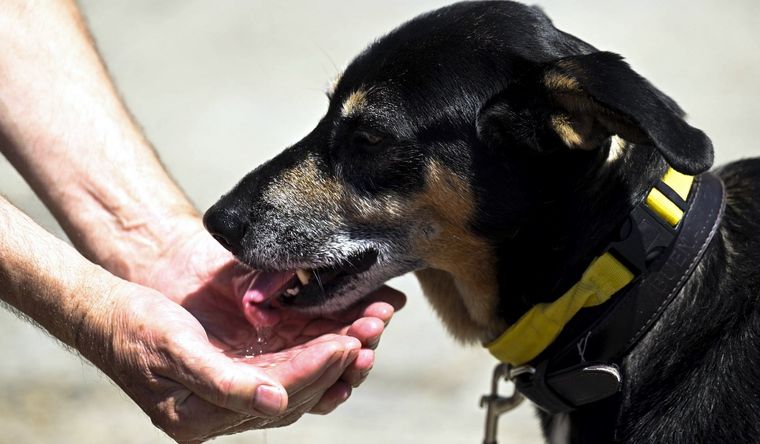 Cómo prevenir golpes de calor y cuidar a nuestro perro Foto: Efe.