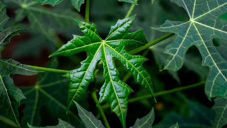 El alimento milagroso que los mayas utilizan para mejorar la salud (Shutterstock).