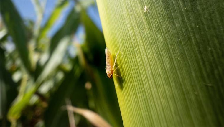 La chicharrita del maíz está generando grande pérdidas en campos de la principal zona productiva del país Foto: Shutterstock