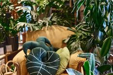 Puedes armar una jungla combinando plantas de interior en tu casa. Foto: @claudivalentina