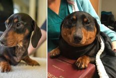 ¿Por qué un perro salchicha se hinchó hasta 3 veces su tamaño normal?