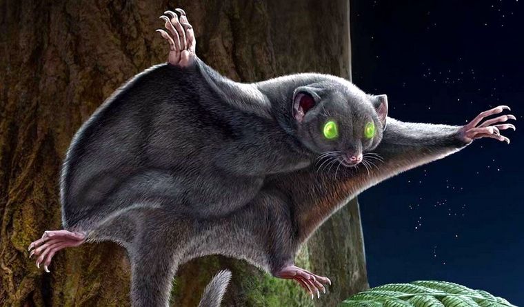 El nombre de la especie Arboroharamiya fuscus hace referencia a su coloración oscura. Foto: Dpa.