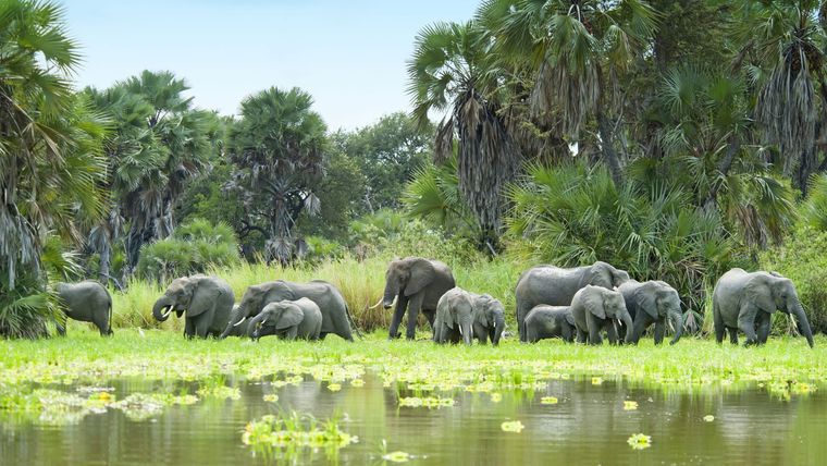 Elefantes en la reserva Selous.